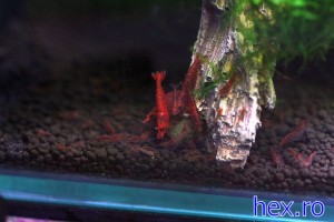 Shrimp Babies - Feeding Time