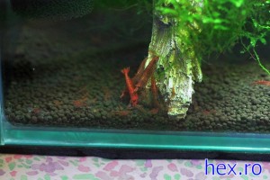 Shrimp Babies - Feeding Time